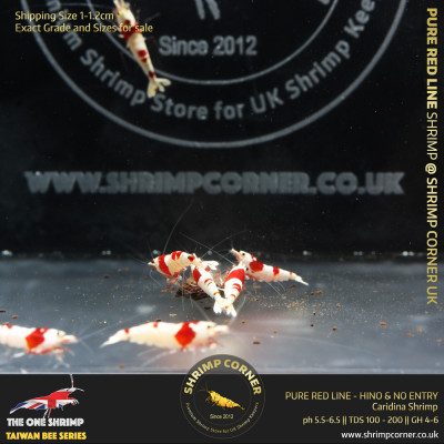 Group of 10 +1  x PURE RED LINE Shrimp - Hinomaru & No Entry Pattern