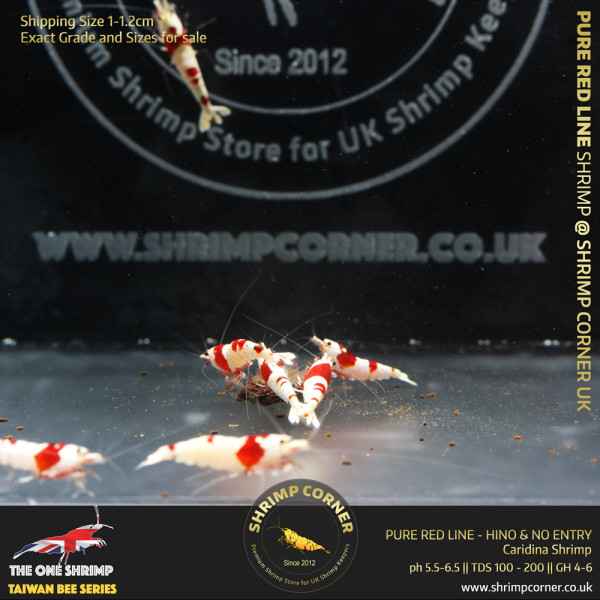 Group of 10 +1  x PURE RED LINE Shrimp - Hinomaru & No Entry Pattern