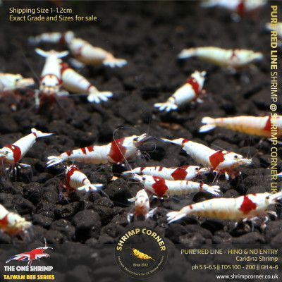 Group of 10 +1  x PURE RED LINE Shrimp - Hinomaru & No Entry Pattern 2