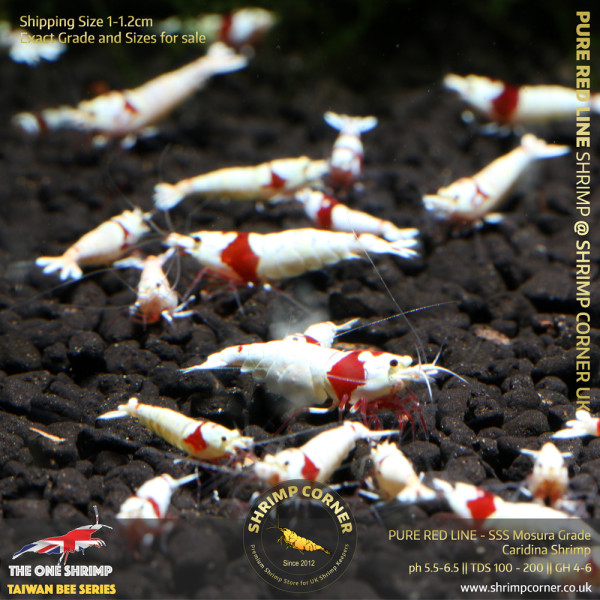 10+1 x PURE RED LINE | SSS Grade with Crown or Flowerhead