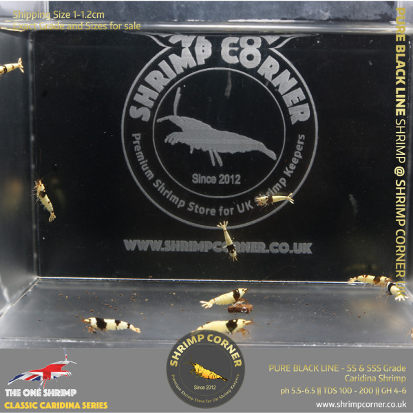 10+1 x PURE BLACK LINE | SS and SSS Grade mix