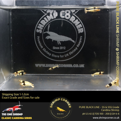 PURE BLACK LINE Shrimp | SS and SSS Pattern