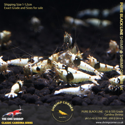 PURE BLACK LINE Shrimp | SS and SSS Pattern 2