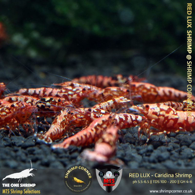 RED LUX Shrimp | From Multi Awards Winning MT5 Shrimp