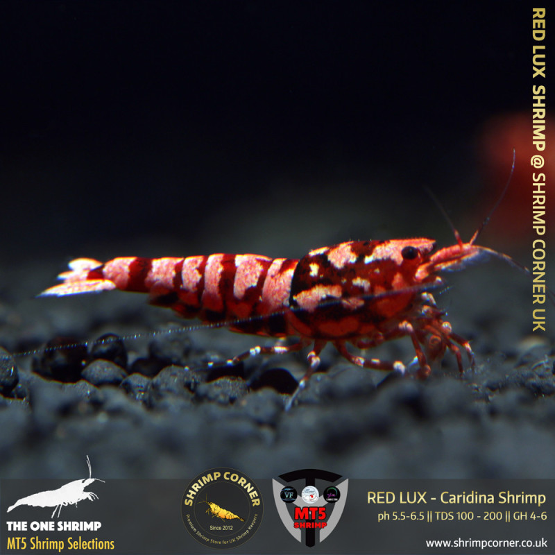 RED LUX Shrimp | From Multi Awards Winning MT5 Shrimp