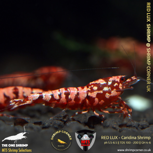 RED LUX Shrimp | From Multi Awards Winning MT5 Shrimp