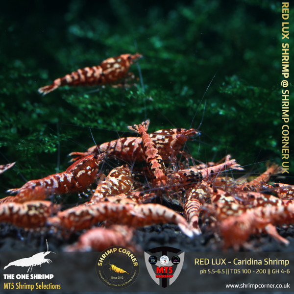 RED LUX Shrimp | From Multi Awards Winning MT5 Shrimp