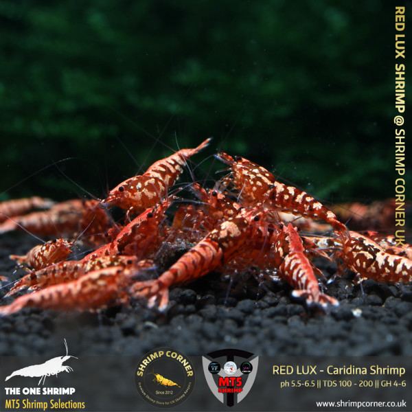 RED LUX Shrimp | From Multi Awards Winning MT5 Shrimp