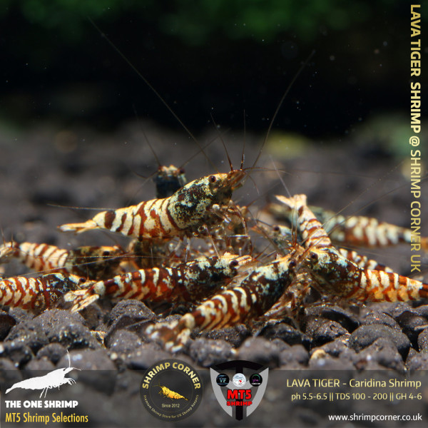 LAVA TIGER Shrimp | HIGH GRADE | MT5 Caridina Selections