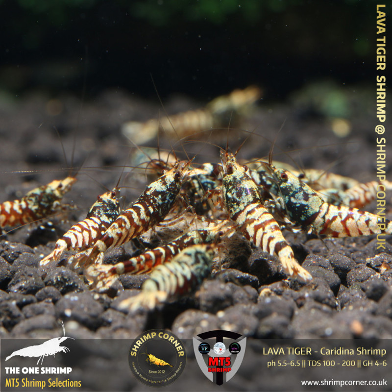 LAVA TIGER Shrimp | From Multi Awards Winning MT5 Shrimp
