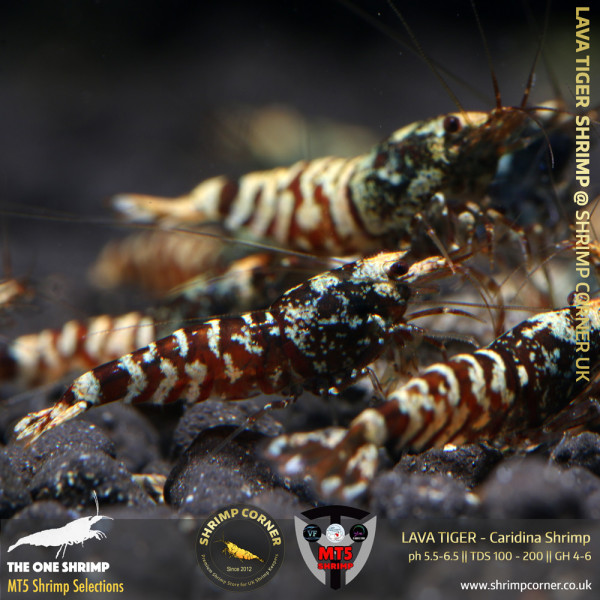 LAVA TIGER Shrimp | From Multi Awards Winning MT5 Shrimp