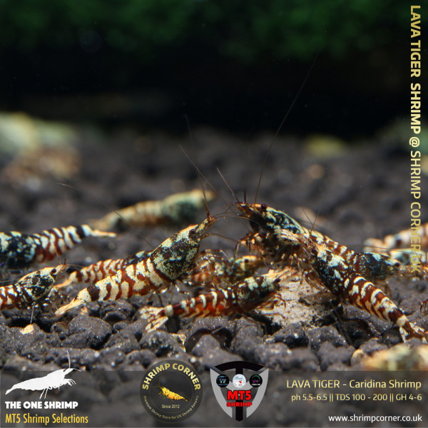 LAVA TIGER Shrimp | From Multi Awards Winning MT5 Shrimp