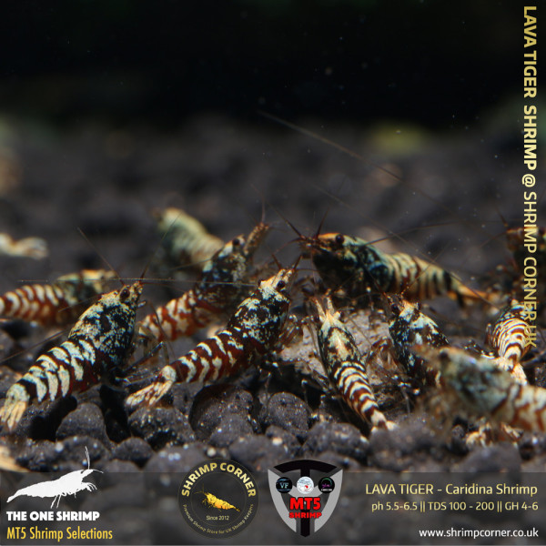 LAVA TIGER Shrimp | From Multi Awards Winning MT5 Shrimp