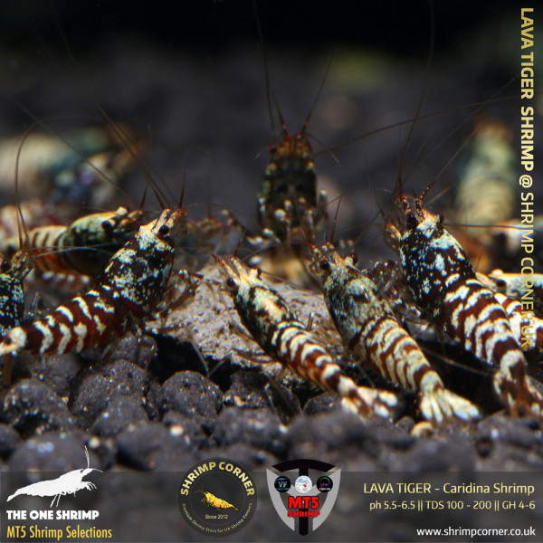 LAVA TIGER Shrimp | From Multi Awards Winning MT5 Shrimp