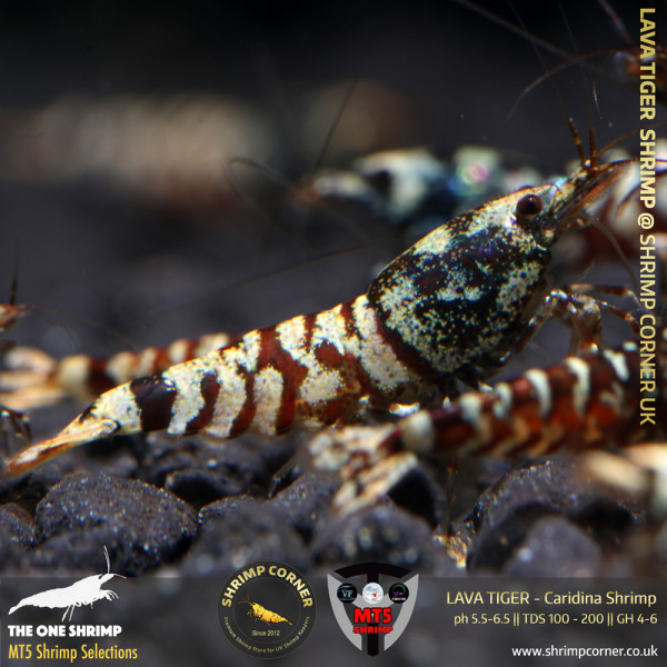 LAVA TIGER Shrimp | From Multi Awards Winning MT5 Shrimp