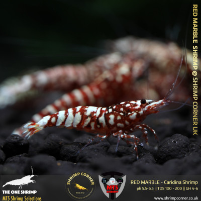 RED MARBLE Shrimp | From Multi Awards Winning MT5 Shrimp 2