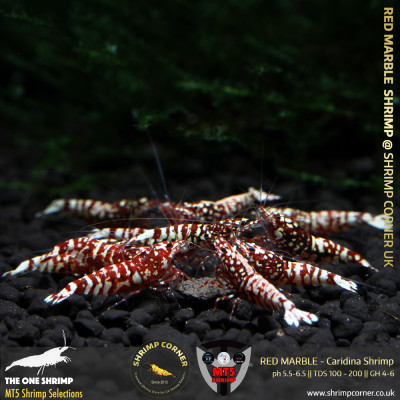 RED MARBLE Shrimp | From Multi Awards Winning MT5 Shrimp
