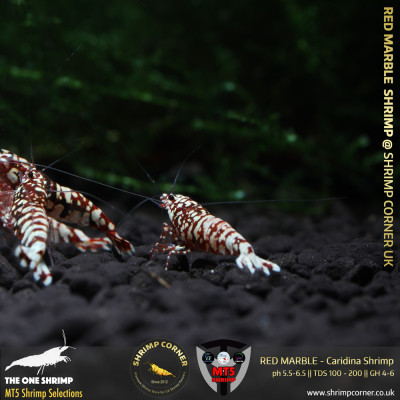 RED MARBLE Shrimp | From Multi Awards Winning MT5 Shrimp