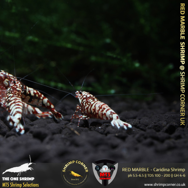 RED MARBLE Shrimp | From Multi Awards Winning MT5 Shrimp