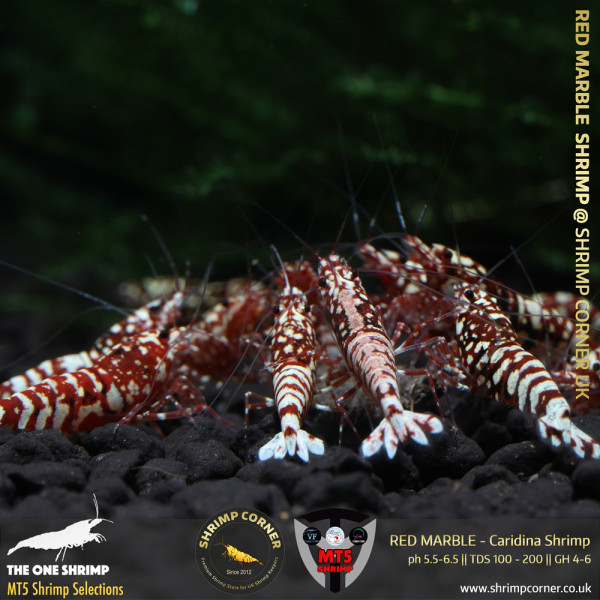 RED MARBLE Shrimp | From Multi Awards Winning MT5 Shrimp