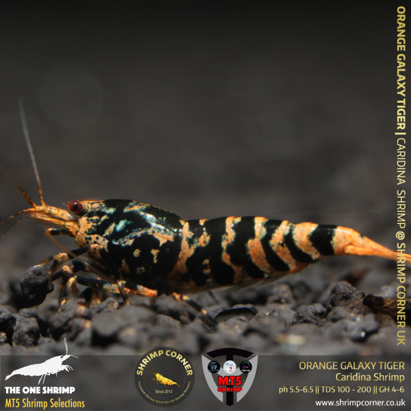 ORANGE GALAXY TIGER Shrimp | From Multi Awards Winning MT5 Shrimp