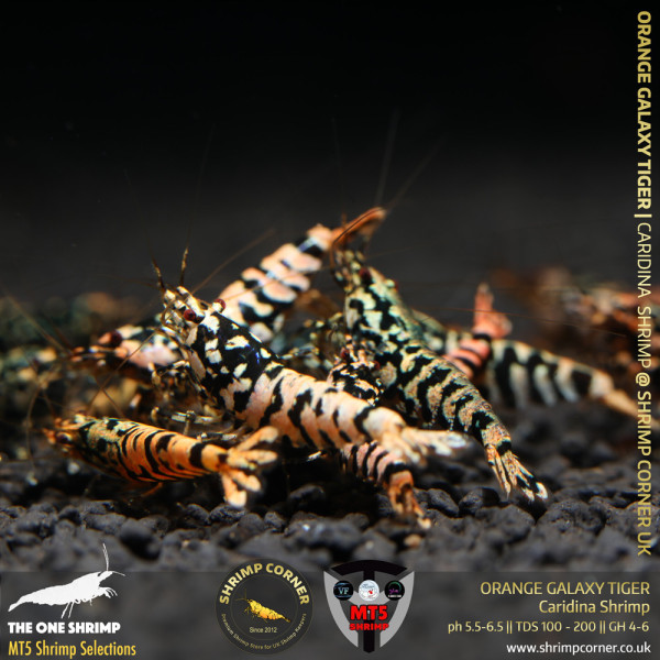 ORANGE GALAXY TIGER Shrimp | MT5 Caridina Selections