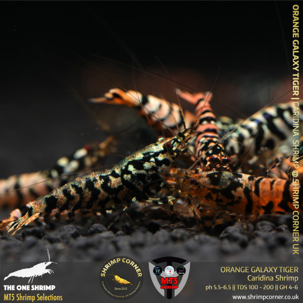 ORANGE GALAXY TIGER Shrimp | From Multi Awards Winning MT5 Shrimp
