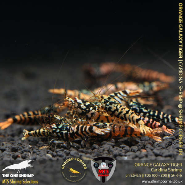 ORANGE GALAXY TIGER Shrimp | From Multi Awards Winning MT5 Shrimp