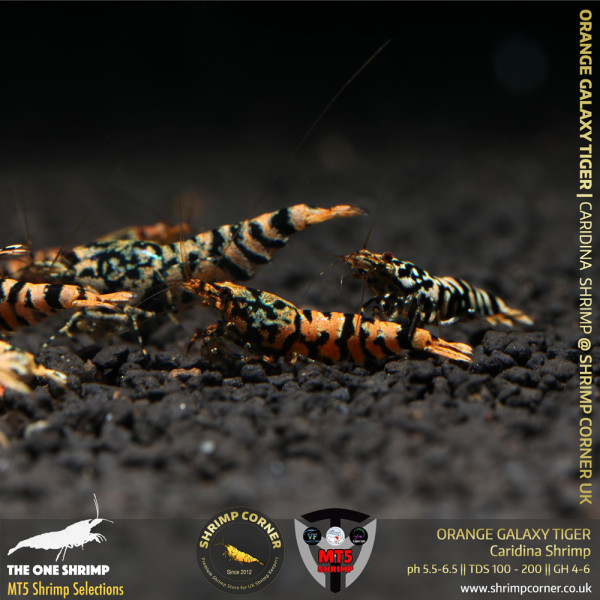 ORANGE GALAXY TIGER Shrimp | From Multi Awards Winning MT5 Shrimp