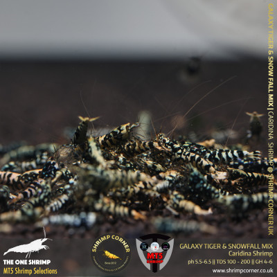 GALAXY TIGER & SNOWFALL Mix - GOLDEN BASE | From Multi Awards Winning MT5 Shrimp