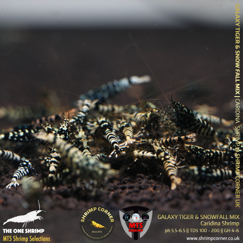 GALAXY TIGER & SNOWFALL Mix - GOLDEN BASE | From Multi Awards Winning MT5 Shrimp
