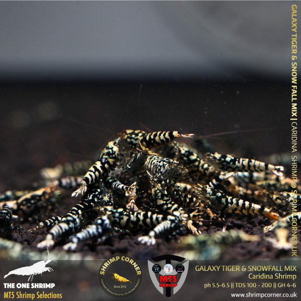 GALAXY TIGER & SNOWFALL Mix - GOLDEN BASE | From Multi Awards Winning MT5 Shrimp