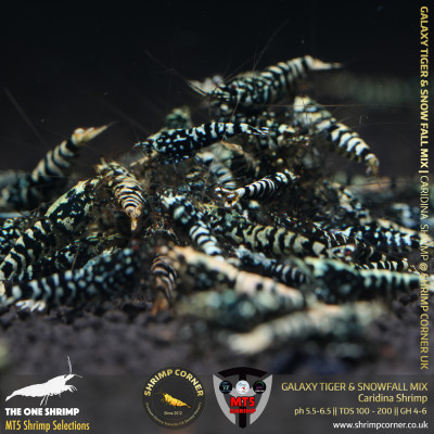 BLACK GALAXY TIGER & SNOWFALL Mix - GOLDEN BASE | From Multi Awards Winning MT5 Shrimp