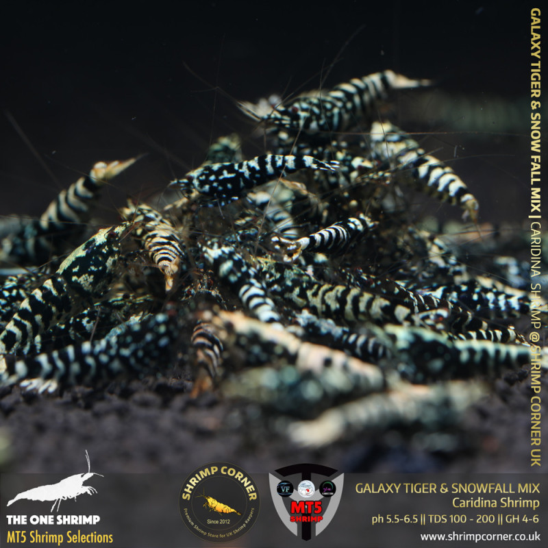 BLACK GALAXY TIGER & SNOWFALL Mix - GOLDEN BASE | From Multi Awards Winning MT5 Shrimp