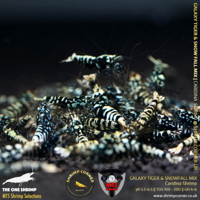 BLACK GALAXY TIGER & SNOWFALL Mix - GOLDEN BASE | From Multi Awards Winning MT5 Shrimp 2