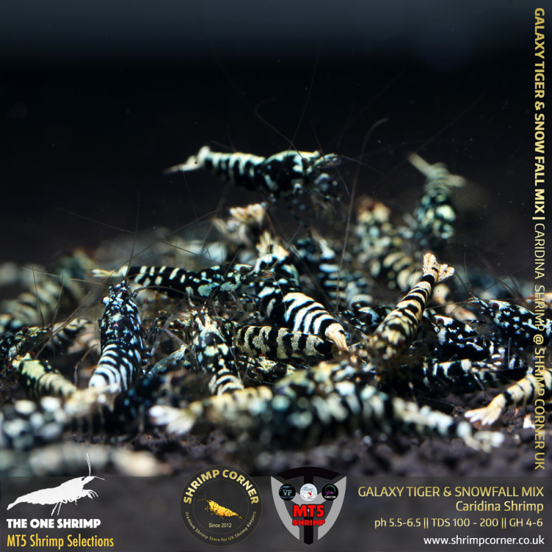 BLACK GALAXY TIGER & SNOWFALL Mix - GOLDEN BASE | From Multi Awards Winning MT5 Shrimp