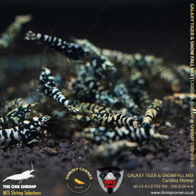 BLACK GALAXY TIGER | Old School Advance Nanashi @ Shrimp Corner UK