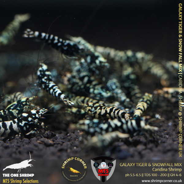 BLACK GALAXY TIGER & SNOWFALL Mix - GOLDEN BASE | From Multi Awards Winning MT5 Shrimp