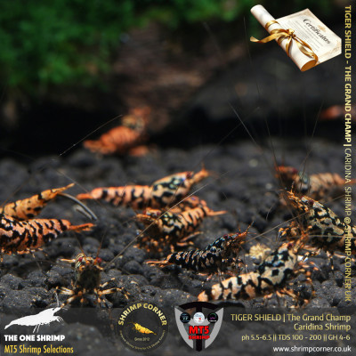 TIGER SHIELD Shrimp | From Multi Awards Winning MT5 Shrimp 2