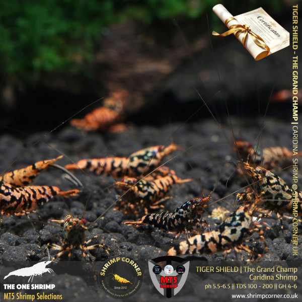 TIGER SHIELD Shrimp | From Multi Awards Winning MT5 Shrimp
