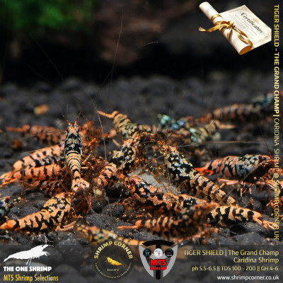 TIGER SHIELD Shrimp | From Multi Awards Winning MT5 Shrimp