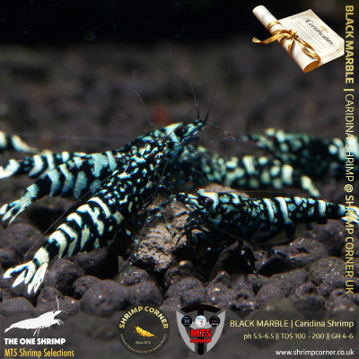 BLACK MARBLE Shrimp | From Multi Awards Winning MT5 Shrimp