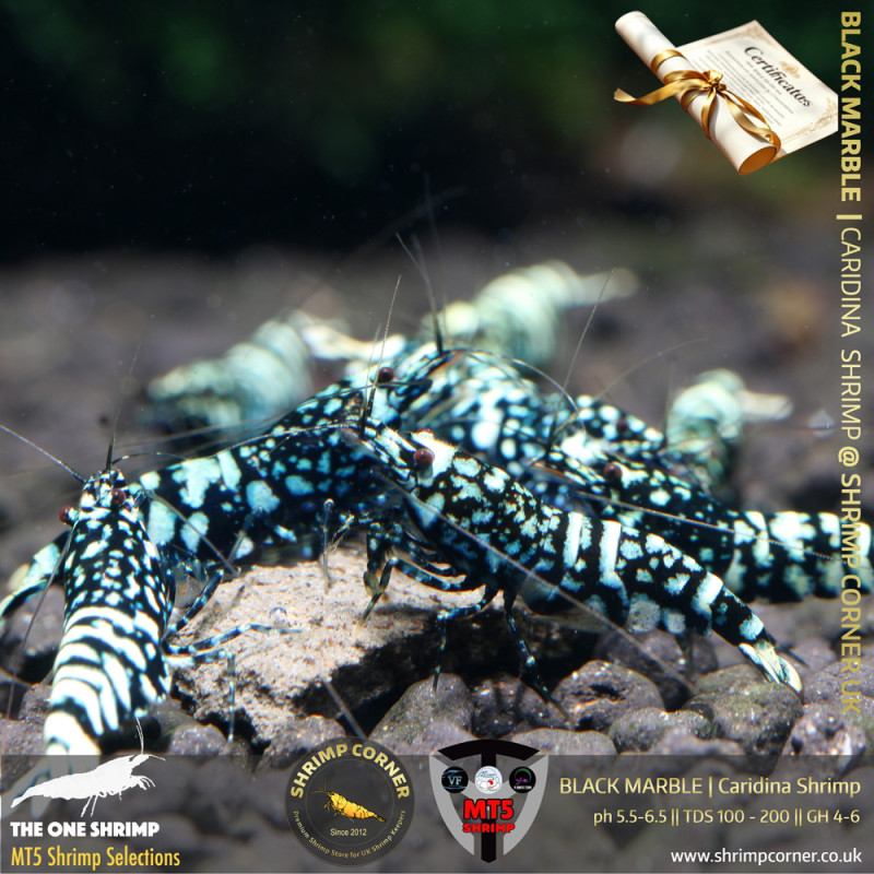 BLACK MARBLE Shrimp | From Multi Awards Winning MT5 Shrimp