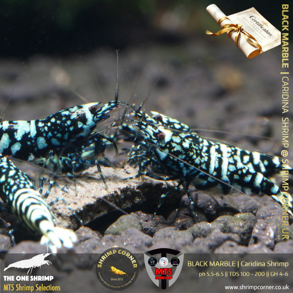 BLACK MARBLE Shrimp | From Multi Awards Winning MT5 Shrimp