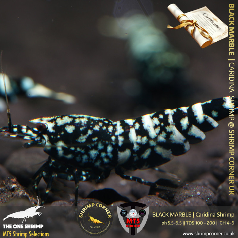 BLACK MARBLE Shrimp | From Multi Awards Winning MT5 Shrimp