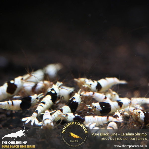 Pure Black Line - Hinomaru & No Entry Pattern