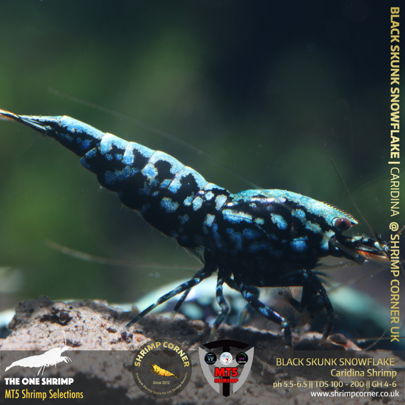 BLACK SKUNK SNOWFLAKE Shrimp | From Multi Awards Winning MT5 Shrimp