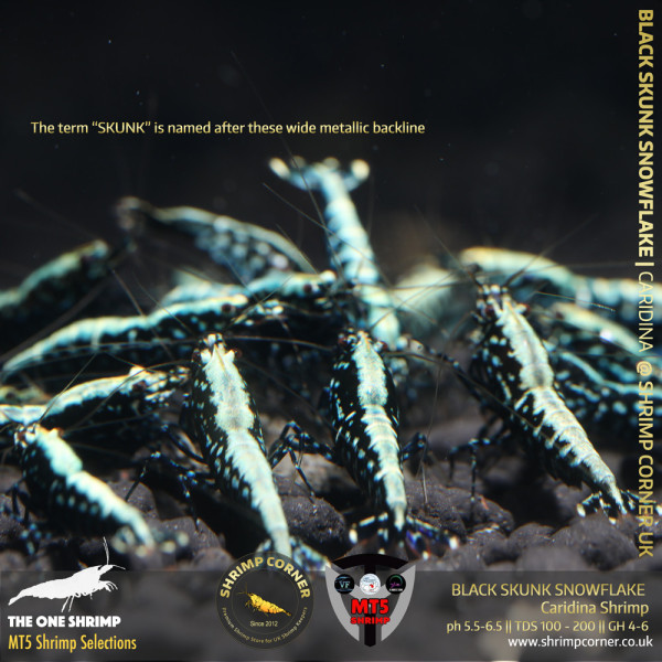 BLACK SKUNK SNOWFLAKE Shrimp | MT5 Caridina Selections