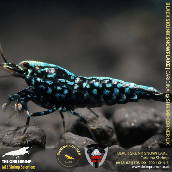 BLACK SKUNK SNOWFLAKE Shrimp | From Multi Awards Winning MT5 Shrimp