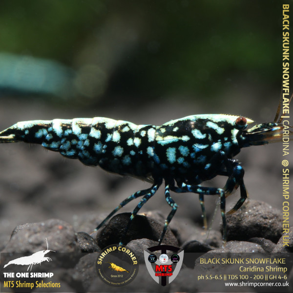 BLACK SKUNK SNOWFLAKE Shrimp | From Multi Awards Winning MT5 Shrimp